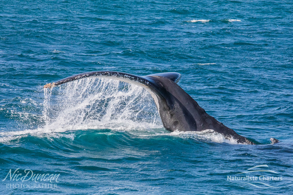 Naturaliste-Charters-whalewatching-Augusta-WA-55.jpg