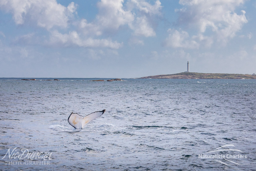 The Augusta lighthouse in Flinders Bay with a humpback whale tail in the foreground