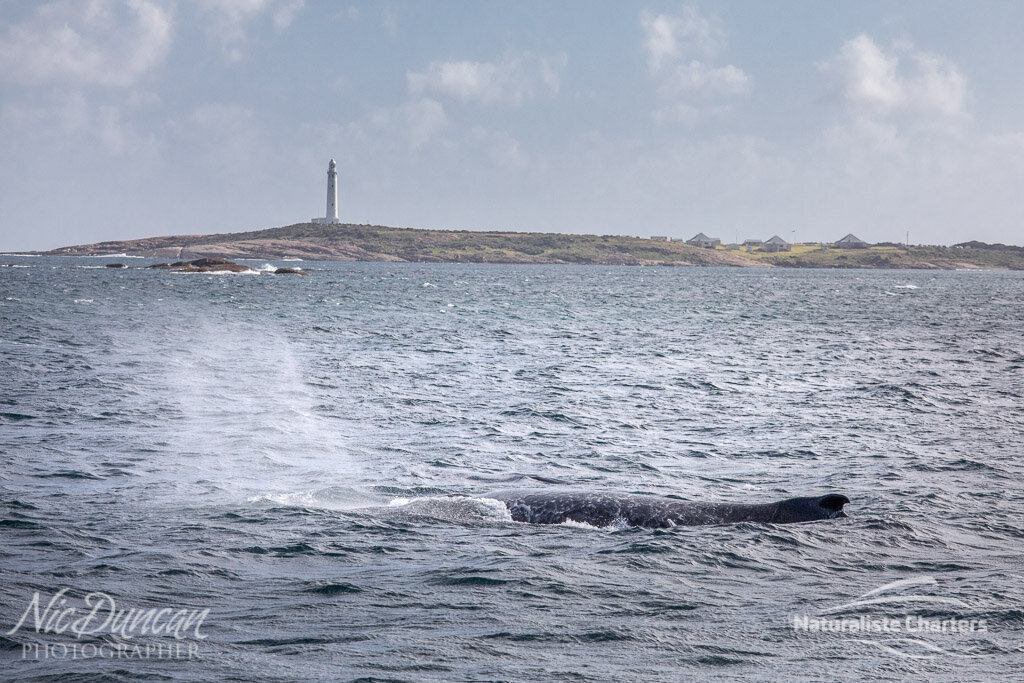A humpback whale and the Augusta lighthouse