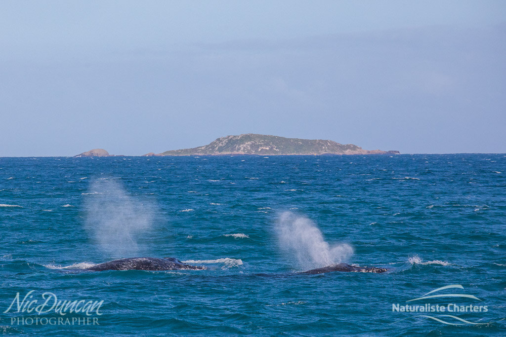 Two humpback whales in Flinders Bay near Margaret River