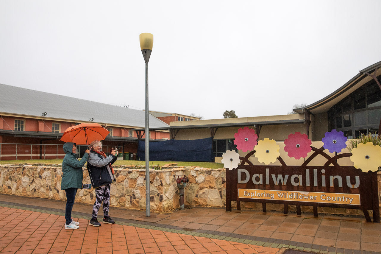 Dalwallinu is in the heart of Western Australia's wildflower country