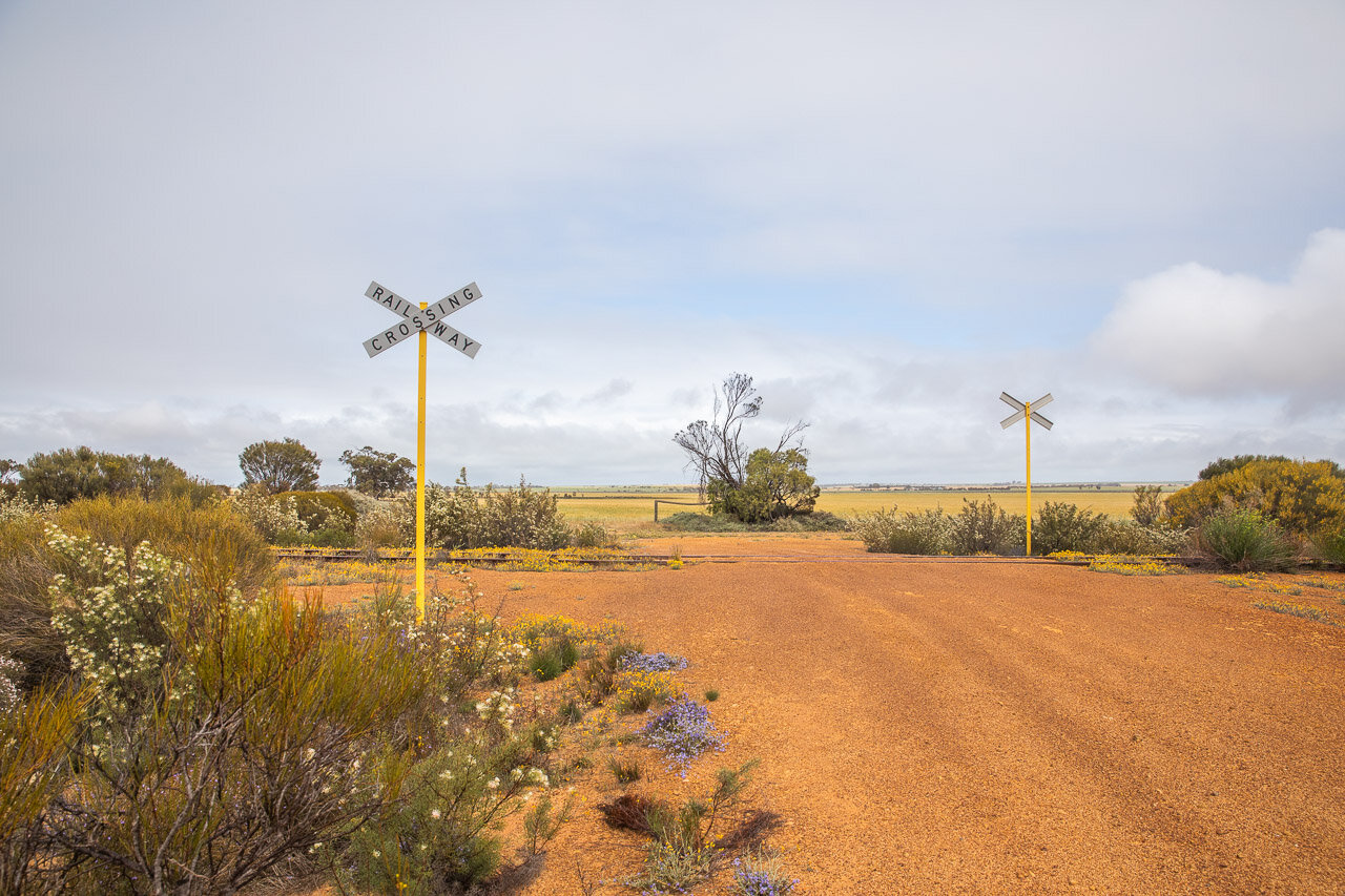 A railway crossing on the Mullewa-Wubin Road in the wheatbelt with wildflowers in bloom