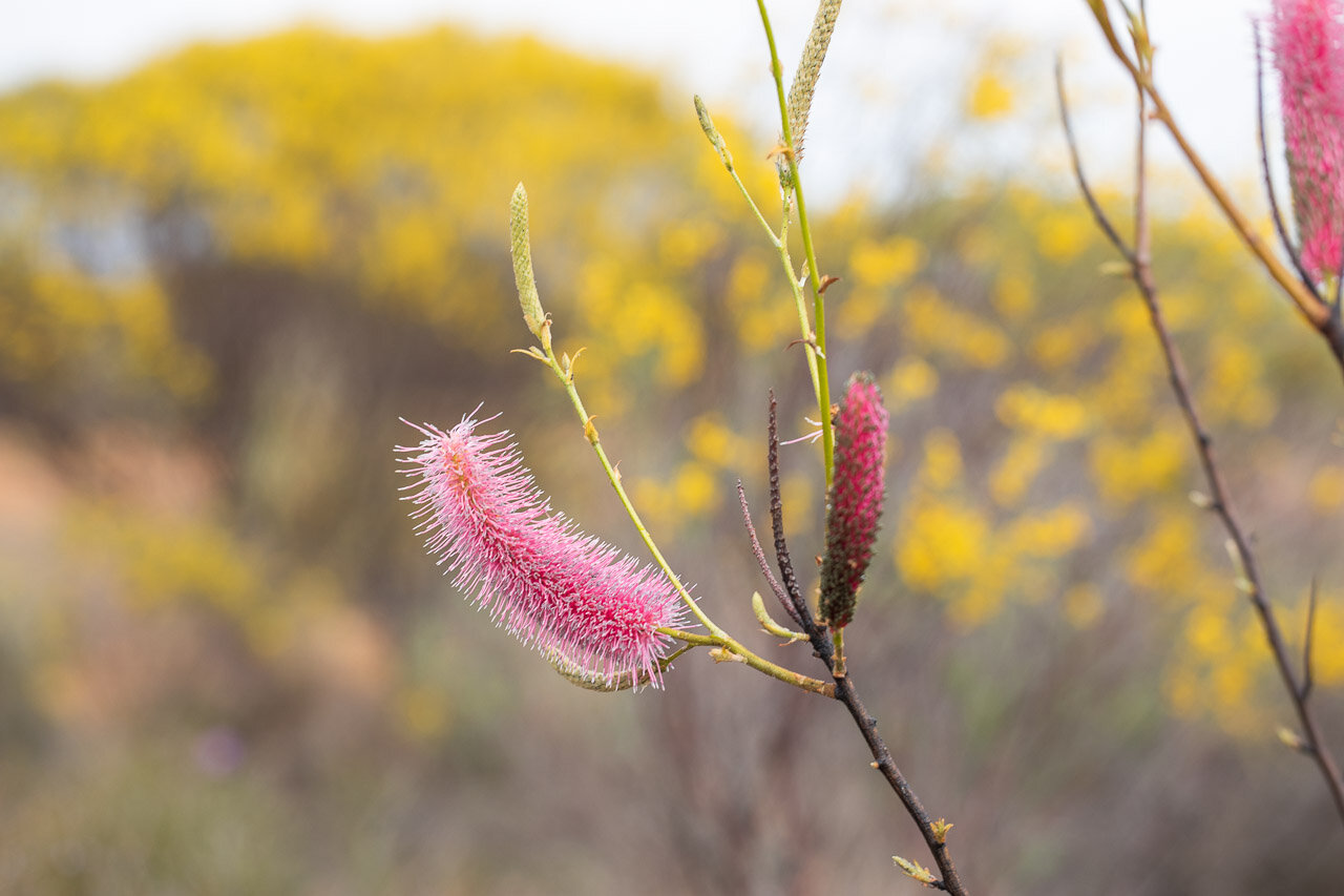Yellows and pinks - the wildflowers near Buntine in Western Australia's wheatbelt region.