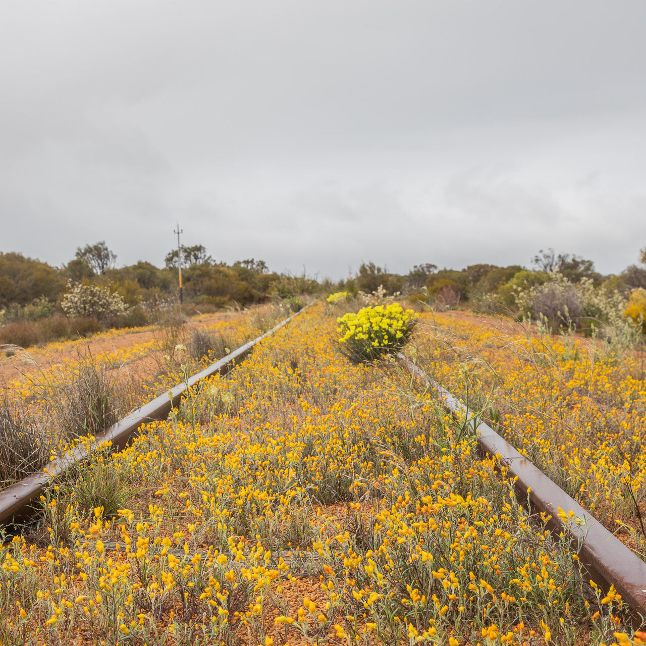 A disused Wheatbelt railway track has been taken over by the yellow wildflowers