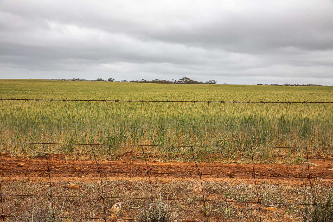 Horizontal lines with the fence and the wheat paddock near Perenjori in Western Australia's Wheatbelt