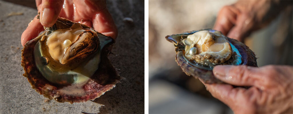 Pearls in their freshly opened shells at a pearl farm at the Abrolhos Islands