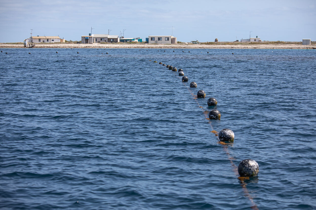 The lines marking the pearl farm panels suspended beneath the surface