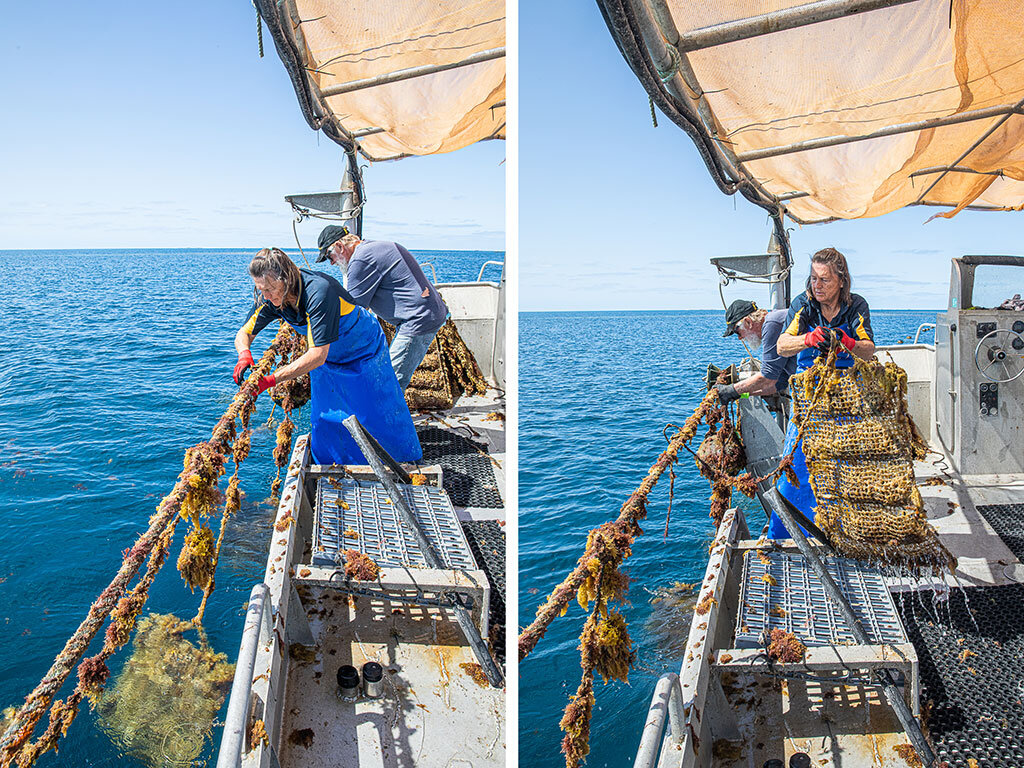 The pearl farmers are busy with their annual harvest, pulling up the panels of shells