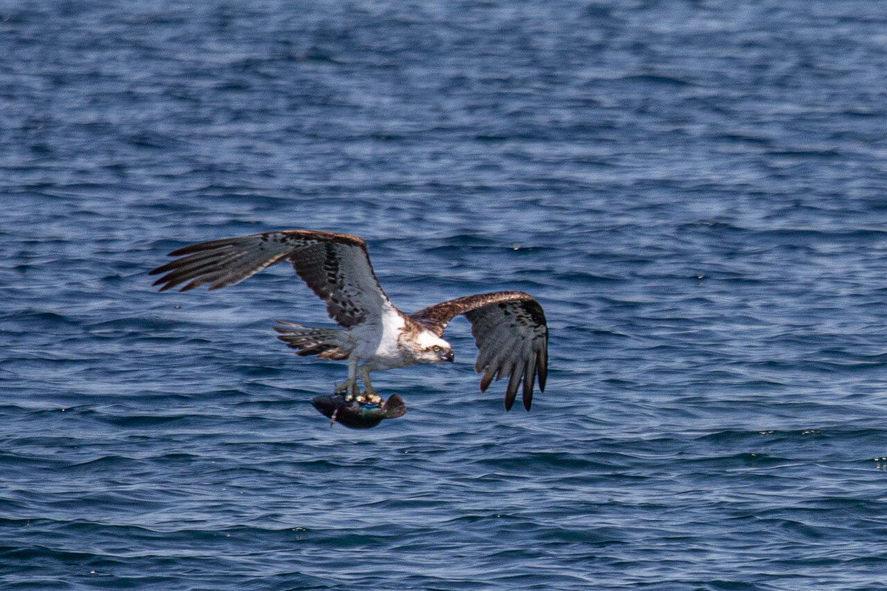 An osprey with a freshly caught fish flying low over the Indian Ocean off the Abrolhos Islands WA