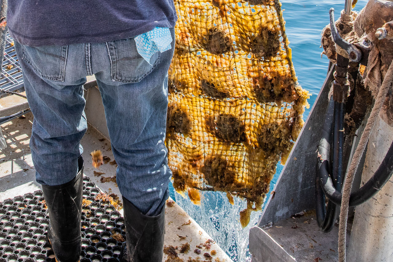 A panel of pearl shells are pulled out of the ocean on this Abrolhos Island pearl farm