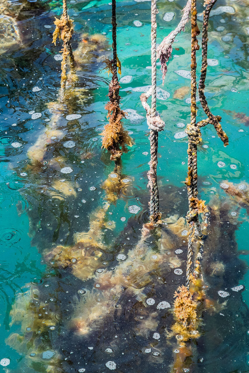 Panels of pearl shells are suspended underwater back at the island until it's time to process them.