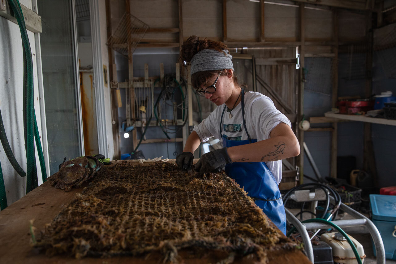 Amy removes the freshly harvested shells from the panels which have held them suspended underwater. Now it's time to see if they have grown pearls.
