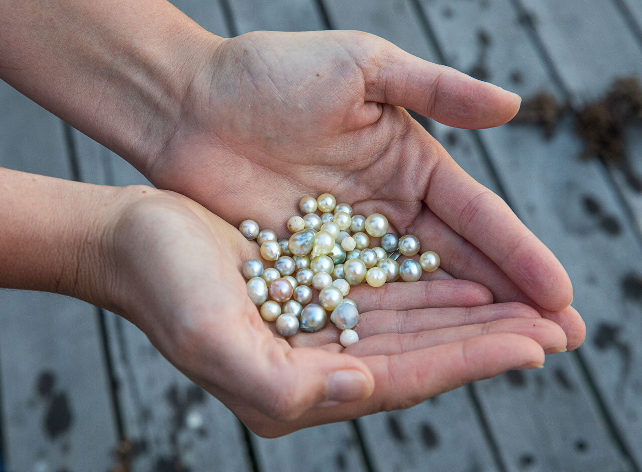 Great care was taken not to drop the precious freshly harvested pearls, as they are held over the jetty to be photographed