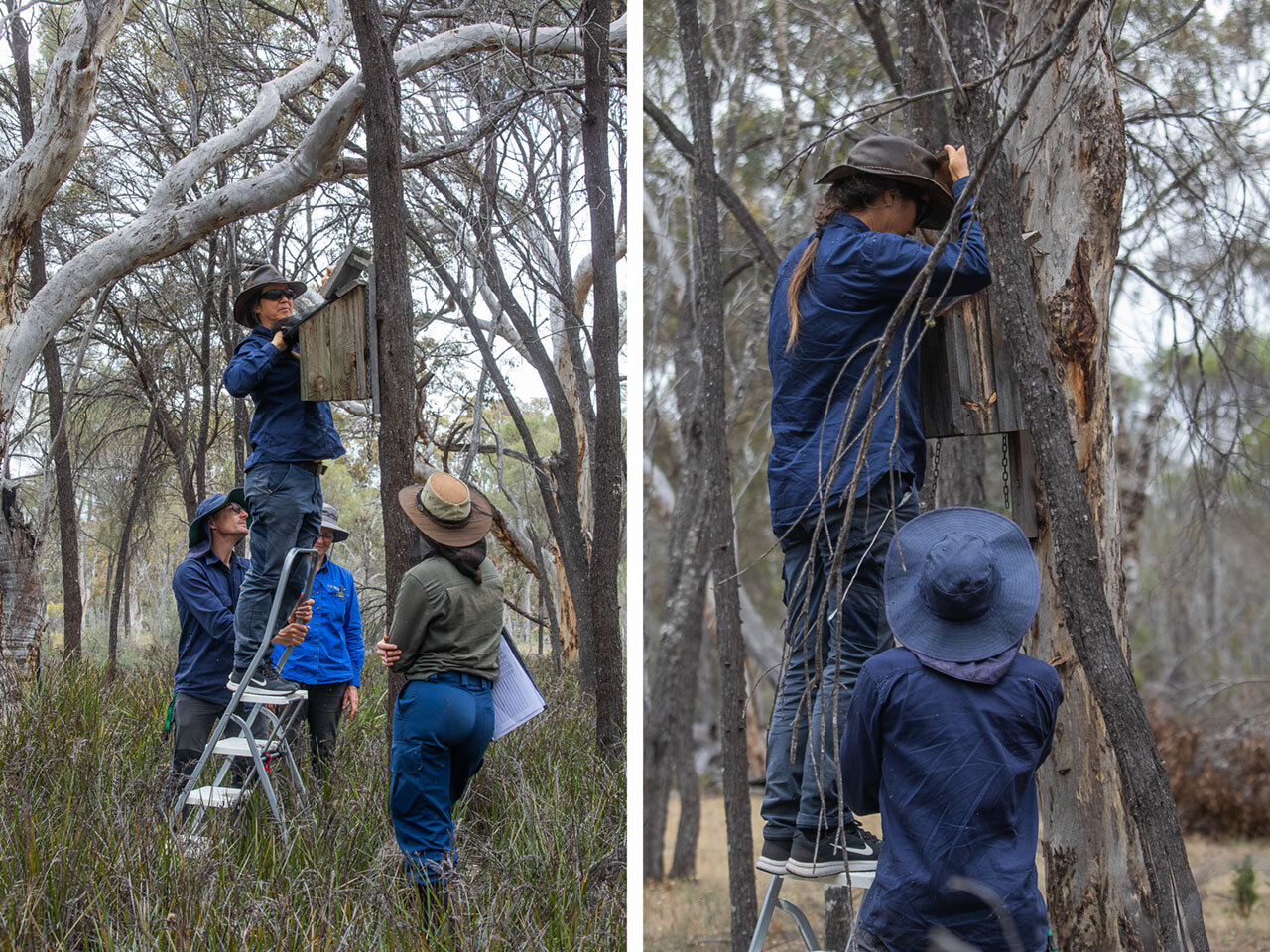 The Bush Heritage Australia ecologists inspect one of the nesting boxes set up for the red-tailed phascogales in the Kojonup Reserve
