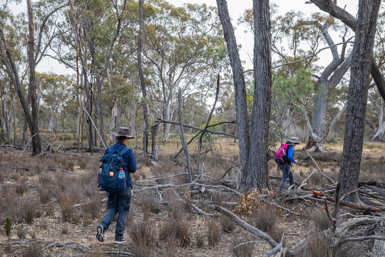 The ecologists walk through native fauna checking the Elliott traps for phascogales