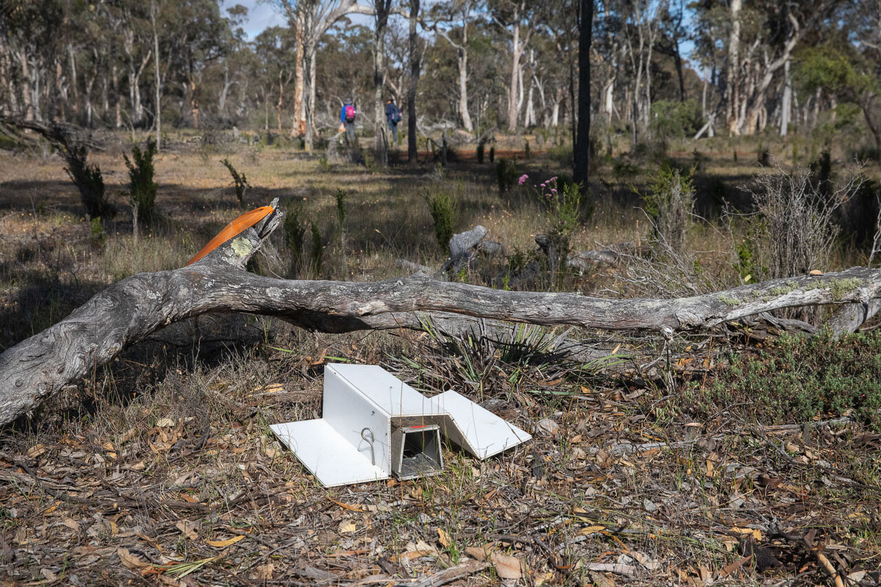 During monitoring, the Elliott traps are check first thing every morning for red-tailed phascogales
