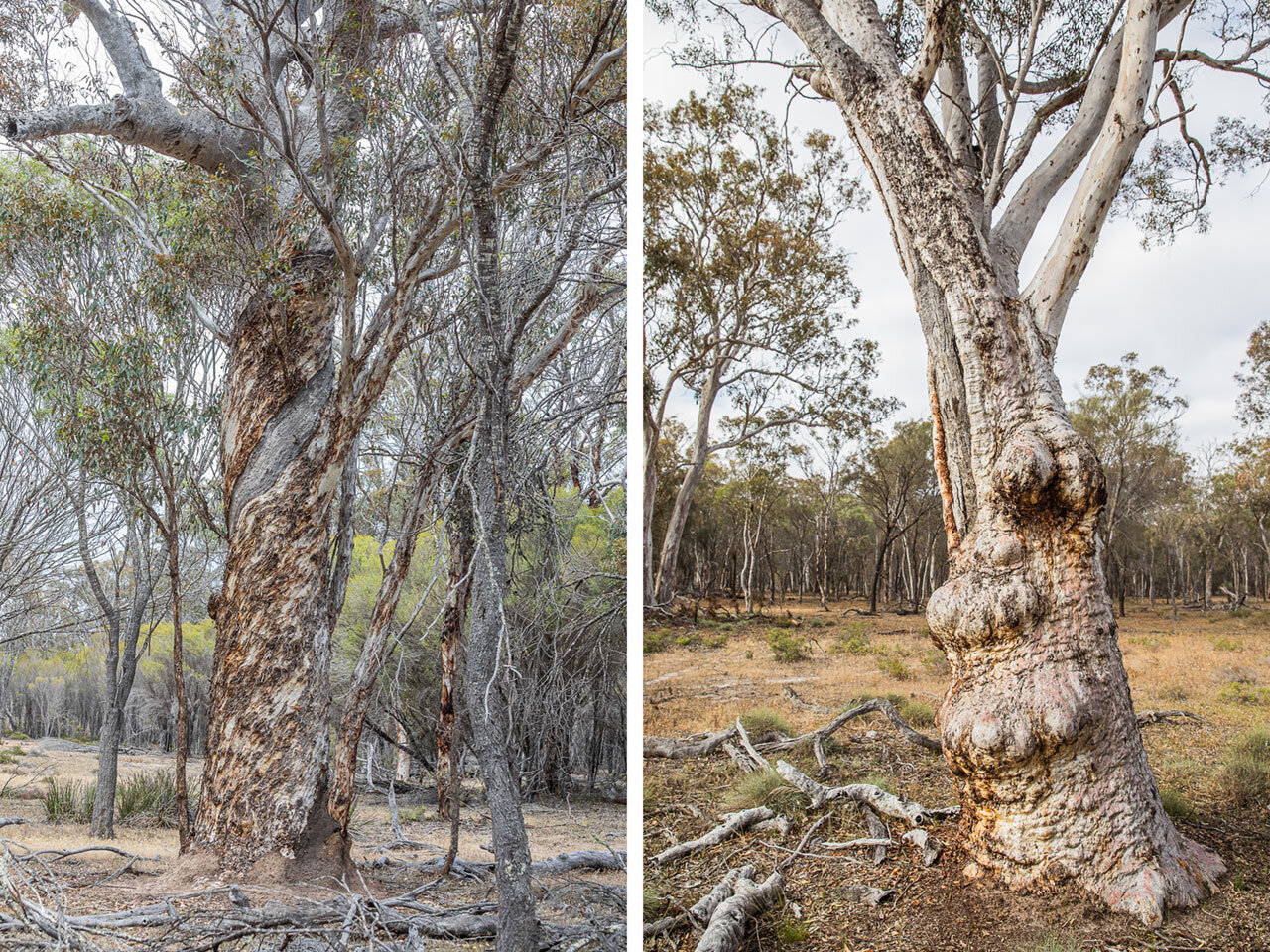 Trees and landscape of the Kojonup Reserve in the Great Southern region of WA