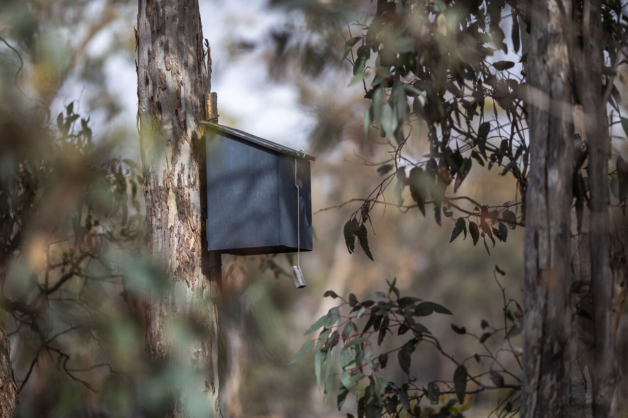 One of a series of nesting boxes set up for the red-tailed phascogales in the reserve