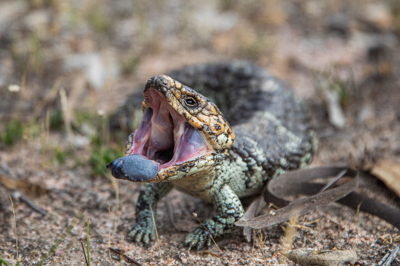 A bobtail lizard showing off its blue tongue