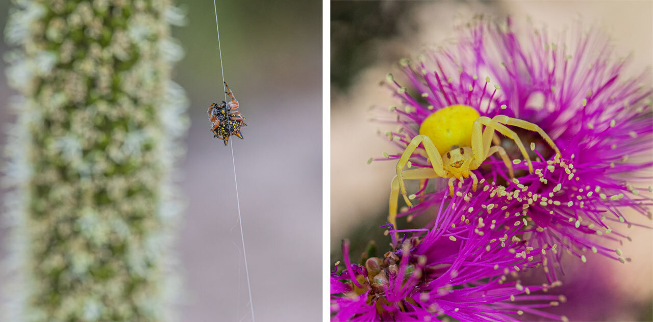 Christmas spider and flower spider both spotted on the outskirts of Kojonup in Western Australia