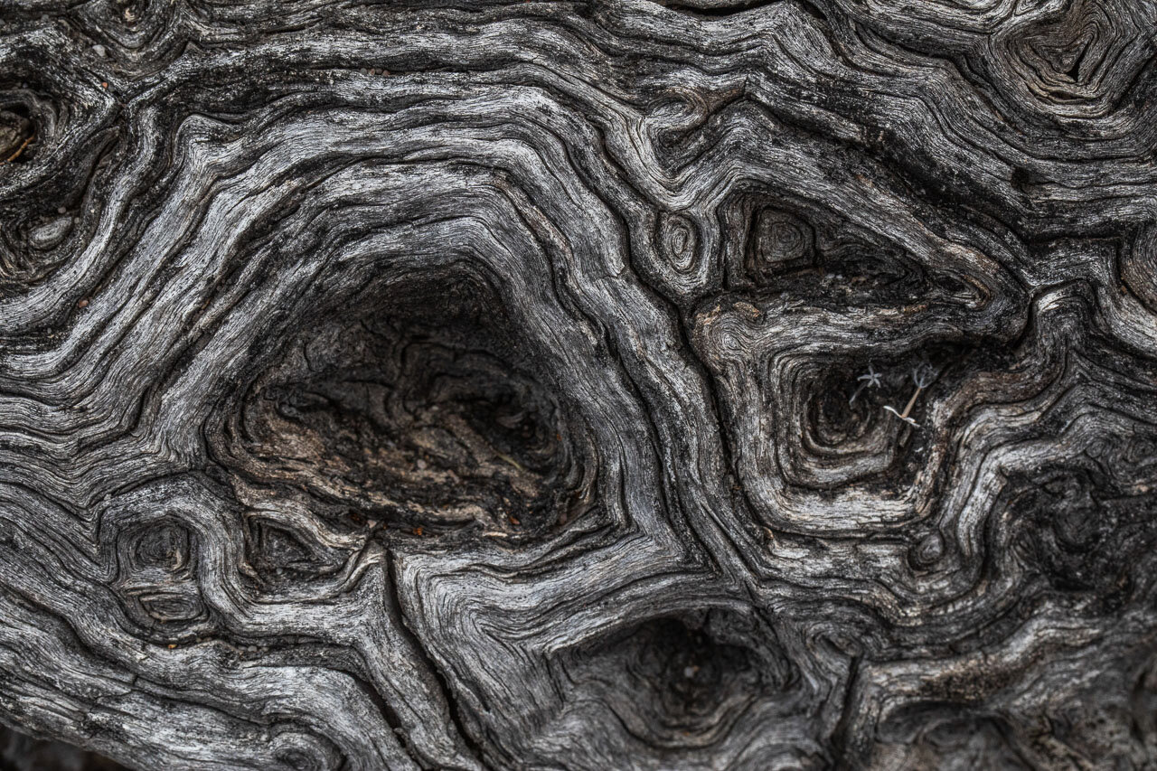 Close up of a gnarled tree trunk