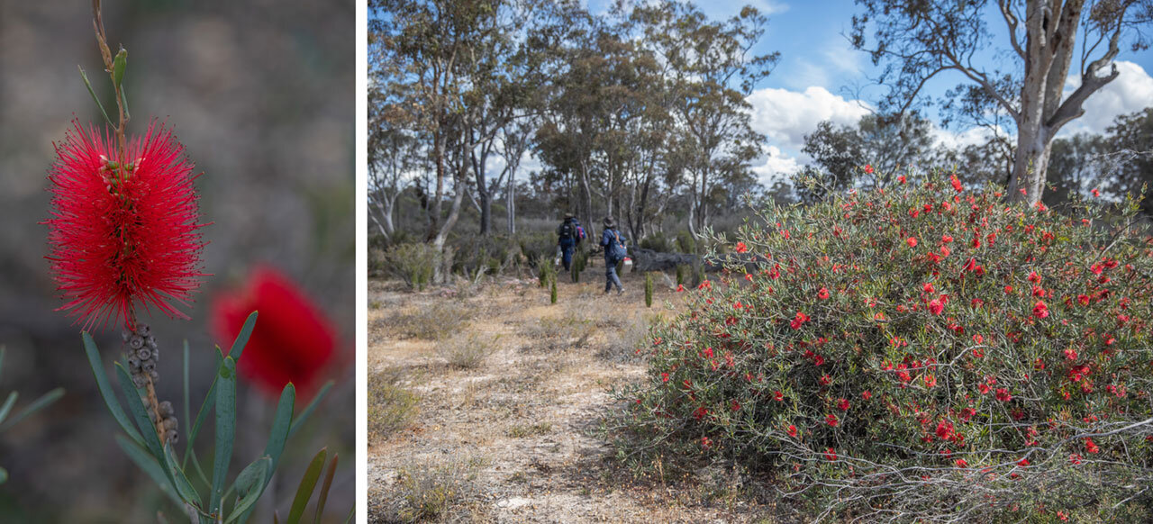 The calistemon in full flower brightens up the landscape in the Great Southern during spring