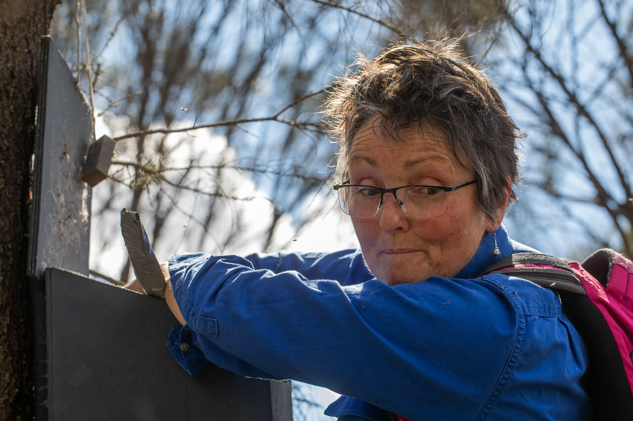 Bush Heritage Australia ecologist Angela Sanders checking the nesting box and feeling now many baby red-tailed phascogales are tucked away in the nest