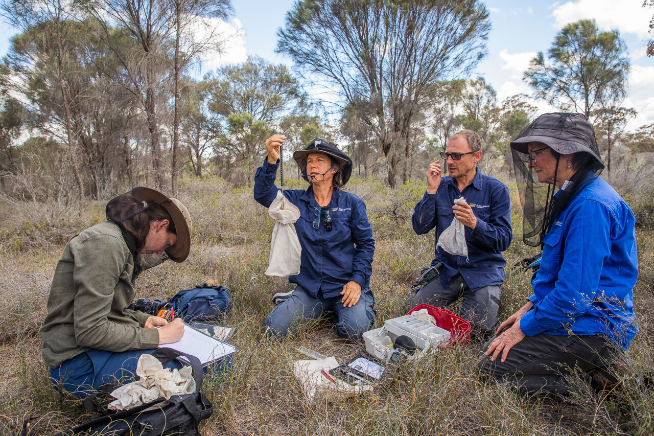 The team of Bush Heritage ecologists weight and measure each phascogale, taking detailed notes.