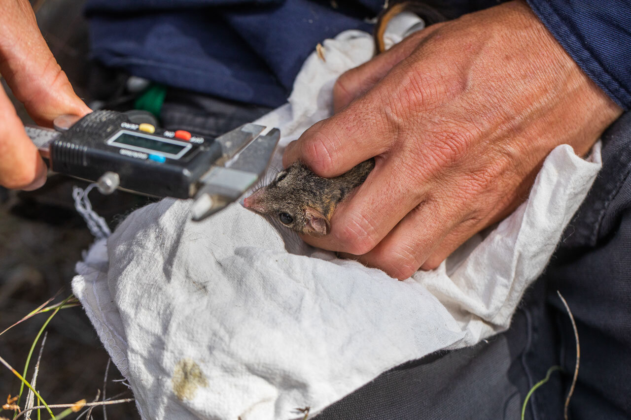 Bush Heritage Australia's ecologist measuring the baby red-tailed phascogale