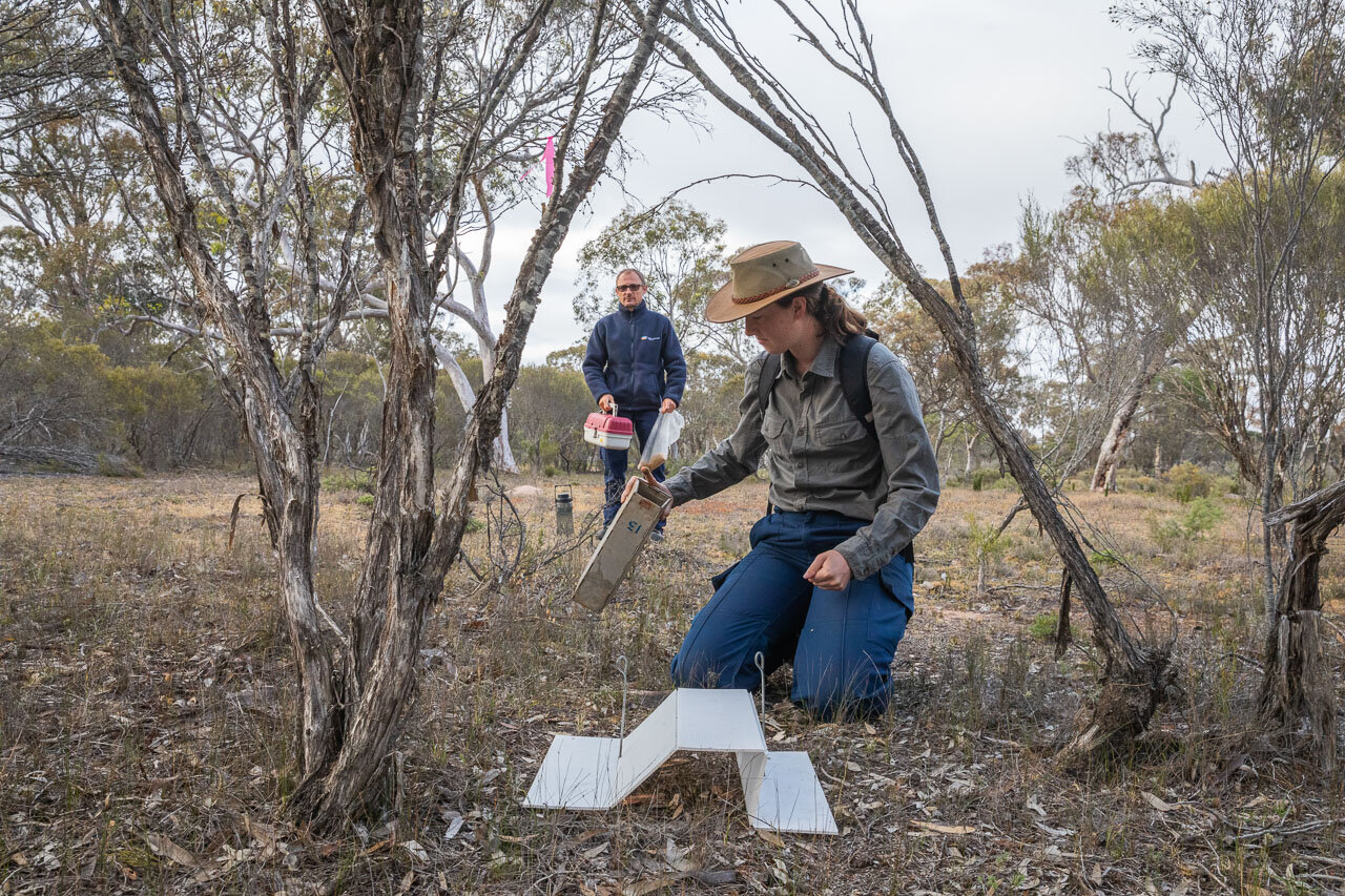 An ecology student works with Bush Heritage Australia on their Red-Tailed Phascogale monitoring programme in Western Australia