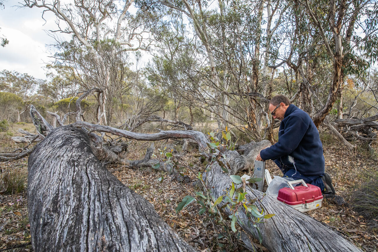 A Bush Heritage Australia ecologist check the Elliott trap for red-tailed phascogales on the Kojonup Reserve