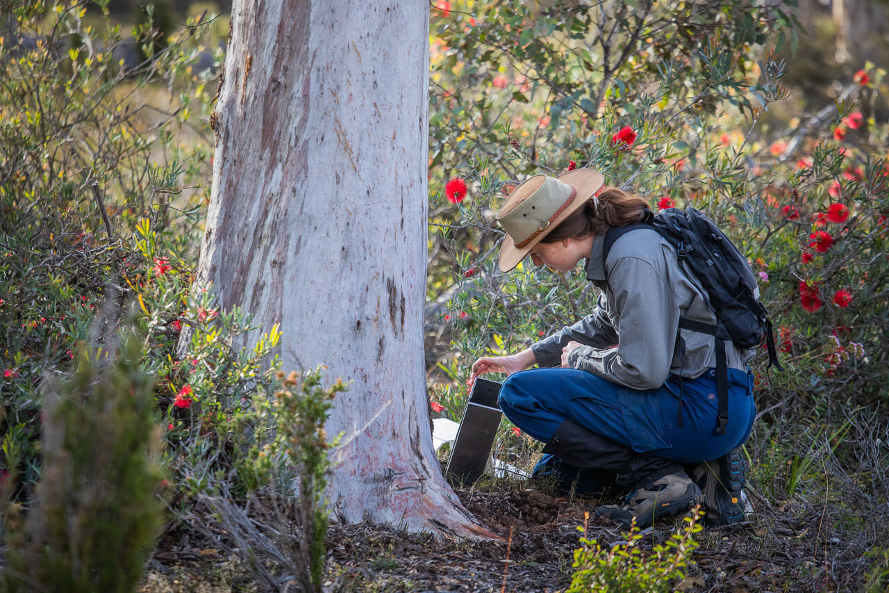Ecology student checking and resetting the Elliott trap set up as part of the Bush Heritage Australia's red-tailed phascogale monitoring programme