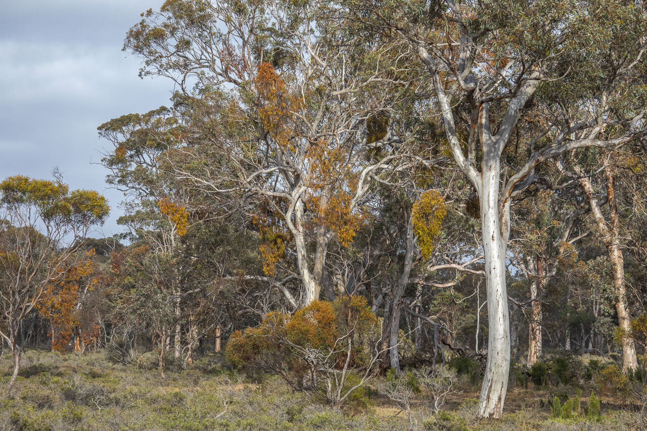 The landscape of the Kojonup Reserve in the Great Southern