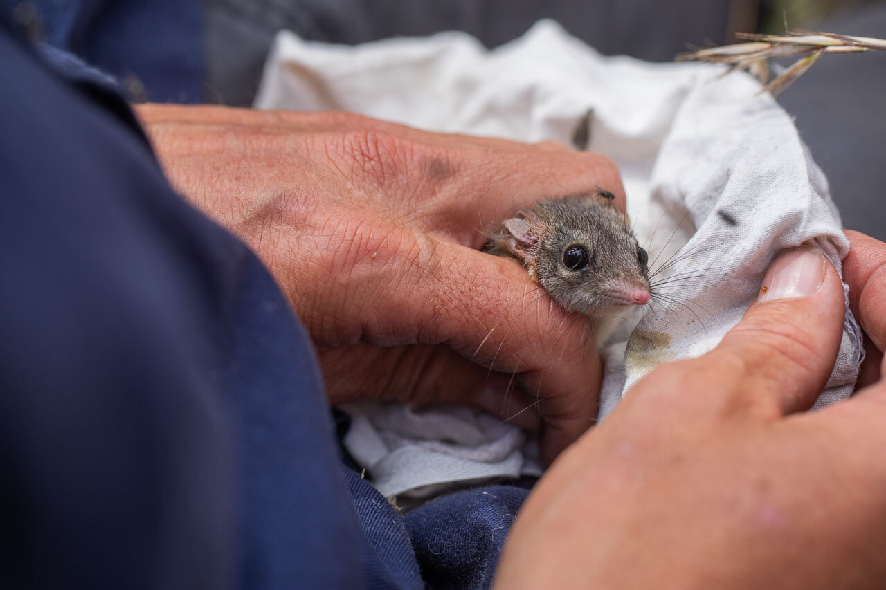 The red-tailed phascogale is a tiny carnivorous marsupial