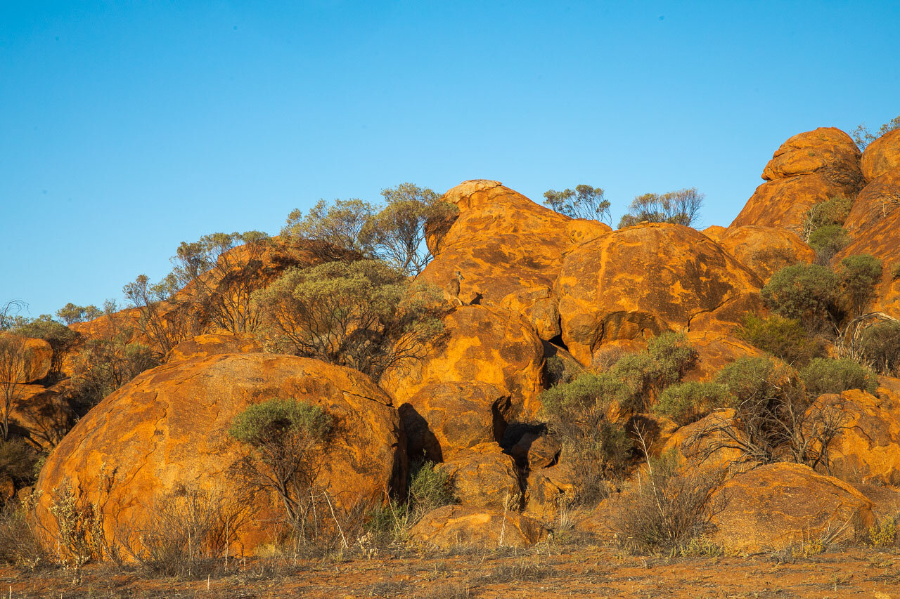 A rock wallaby, well camouflaged on Budara Rock at Wooleen Station