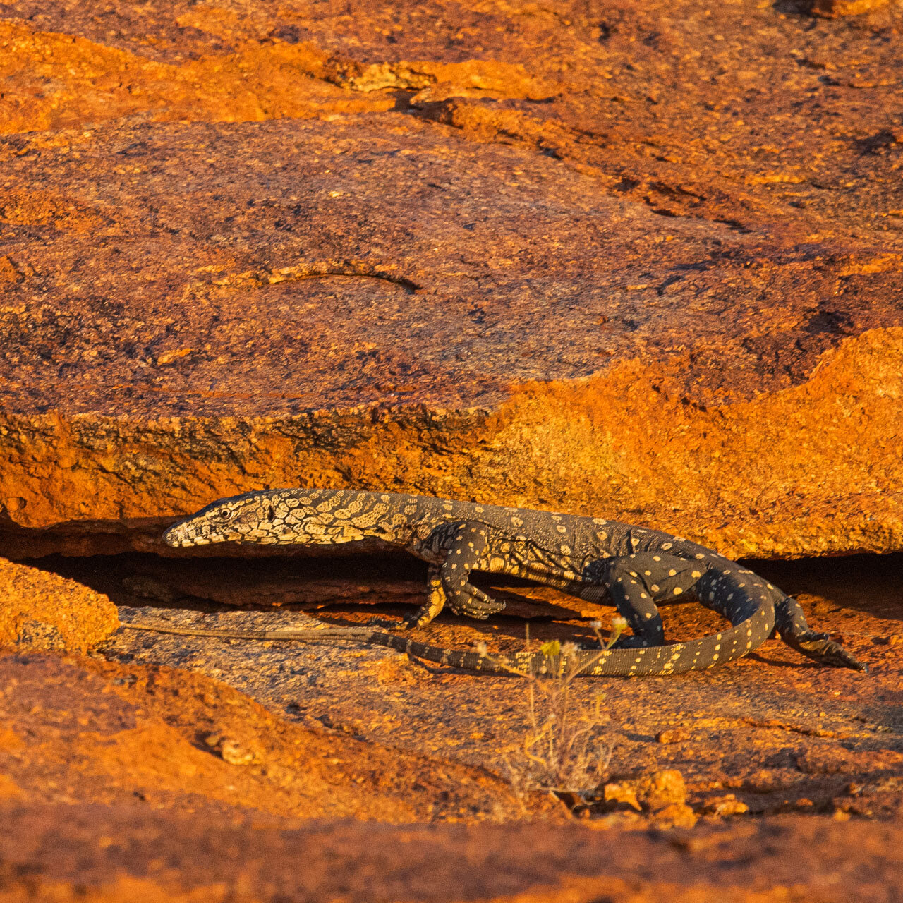 Australia's largest monitor lizard, the perentie enjoying the last warmth of the sun on Budara Rock at Wooleen Station