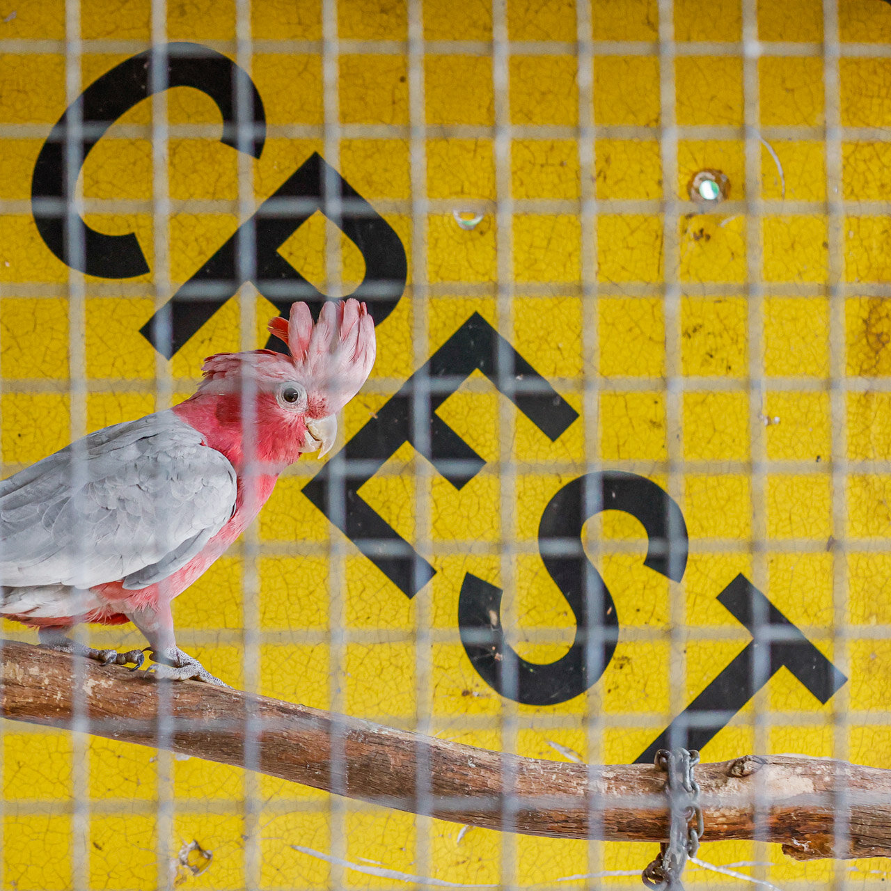 A pink and grey galah in a cage with a Crest roadsign