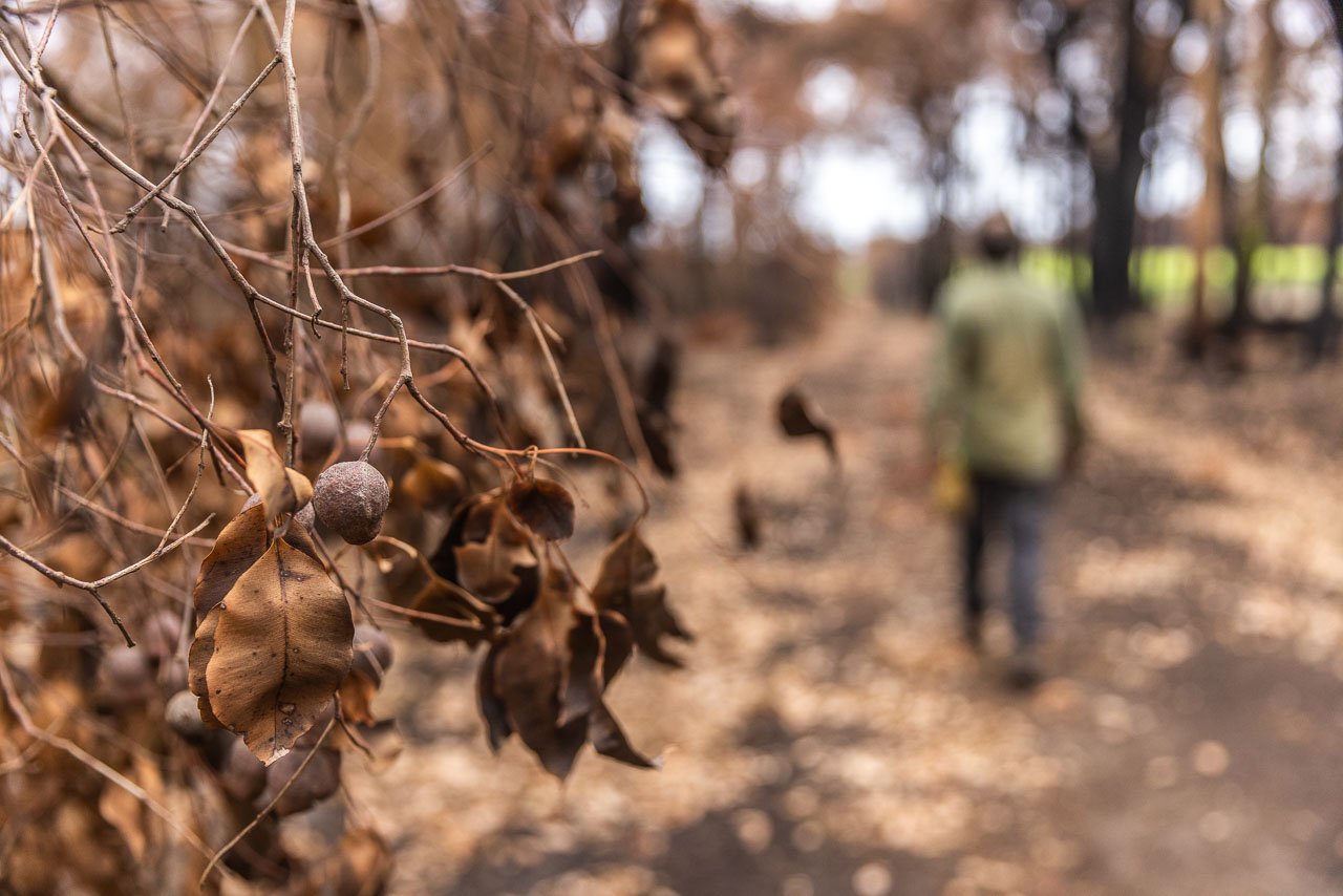 Man walking up a bush track after a bushfire has gone through, with burnt leaves in the foreground