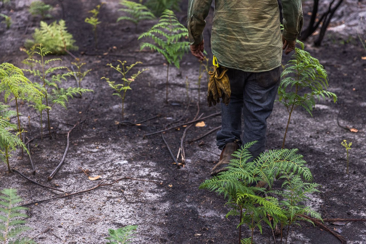 Man's feet walking over burnt ground after a bushfire