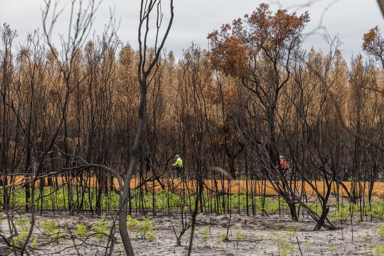 Two cyclists through burnt trees after a bushfire 