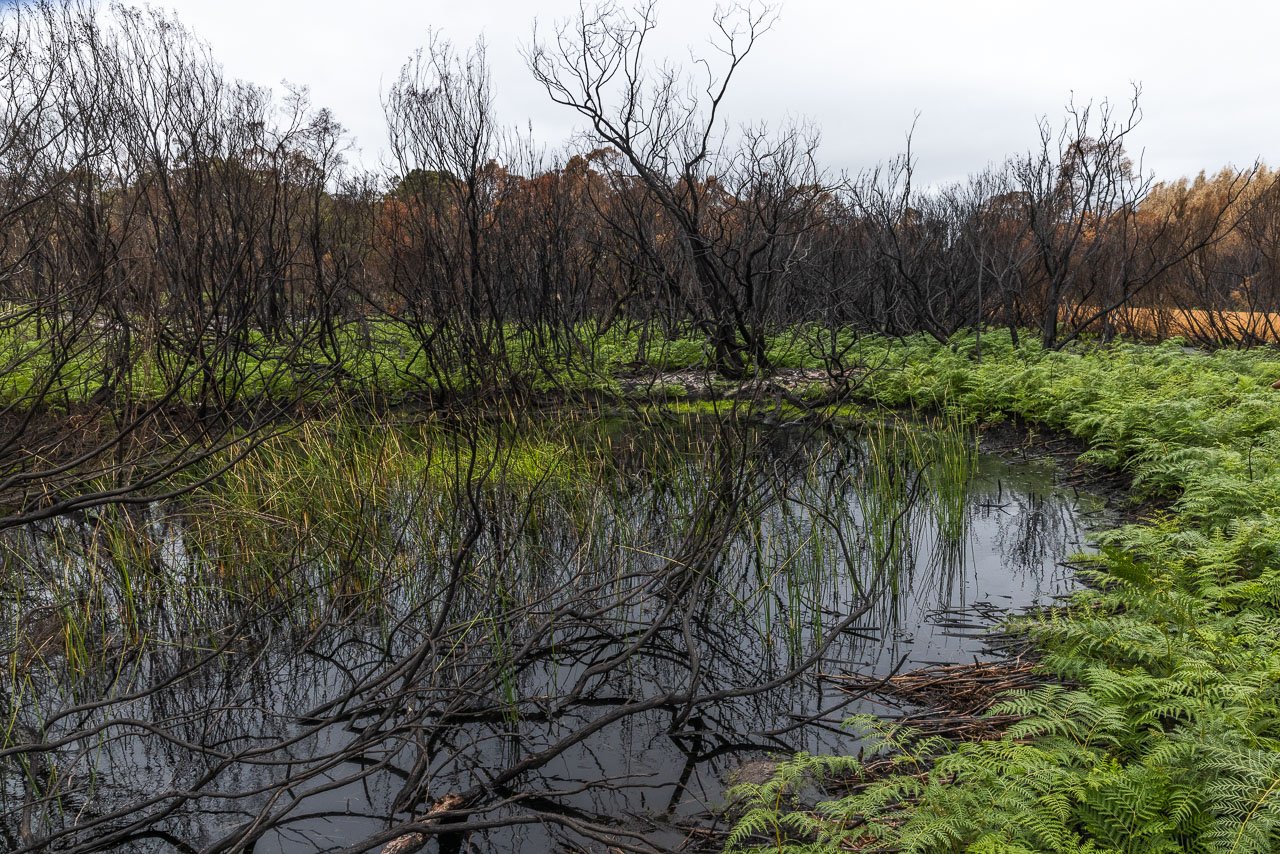 Green around the soak whilst all around is brown and burnt following a recent fire.