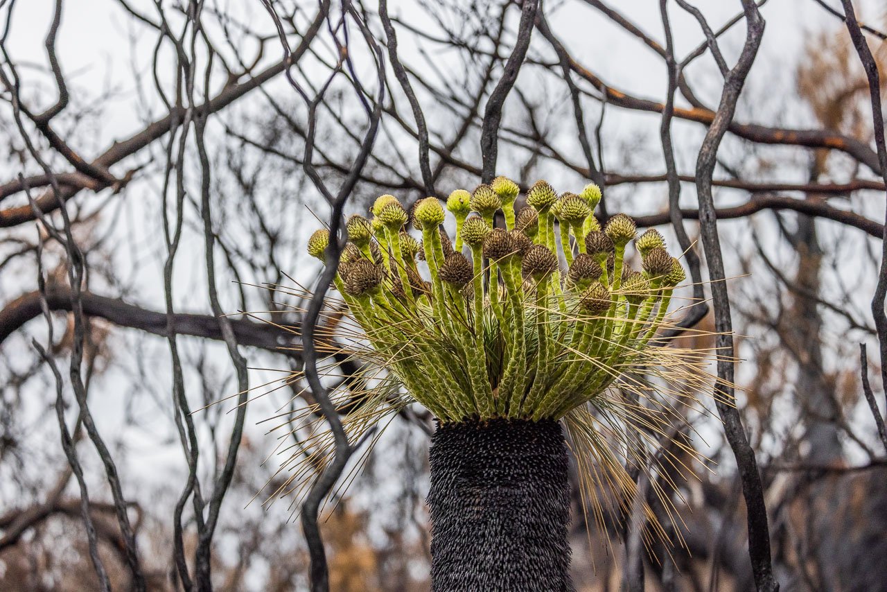 The Kingia in flower just weeks after a bushfire.