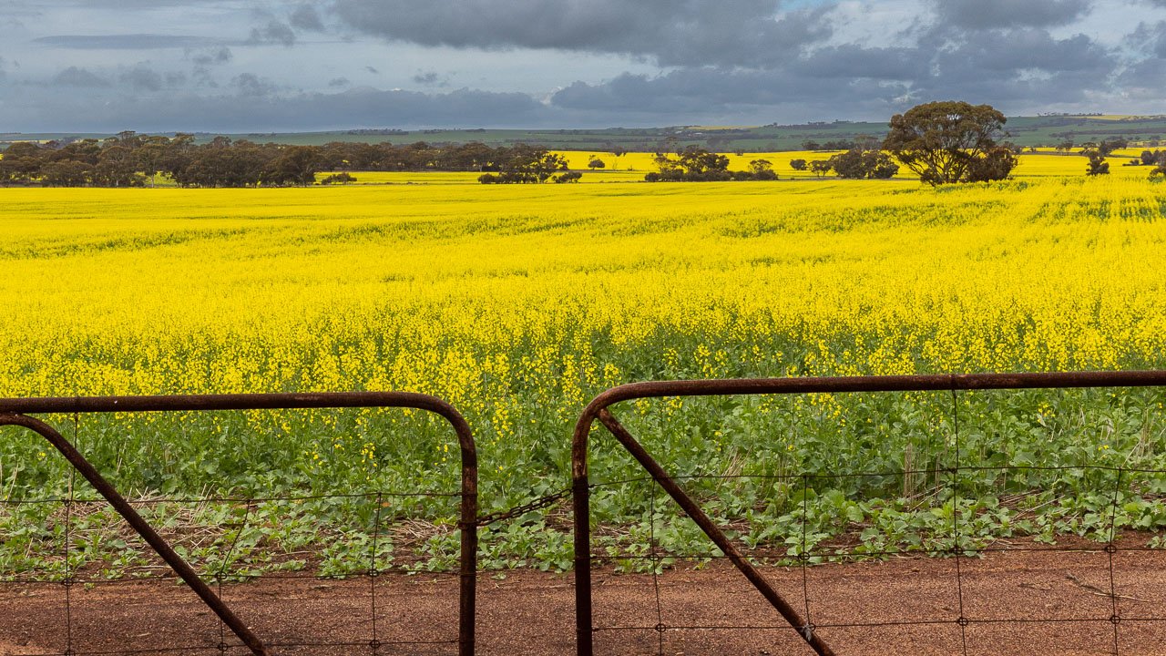 It's possible to take great photos of canola paddocks without trespassing and trampling the crops 