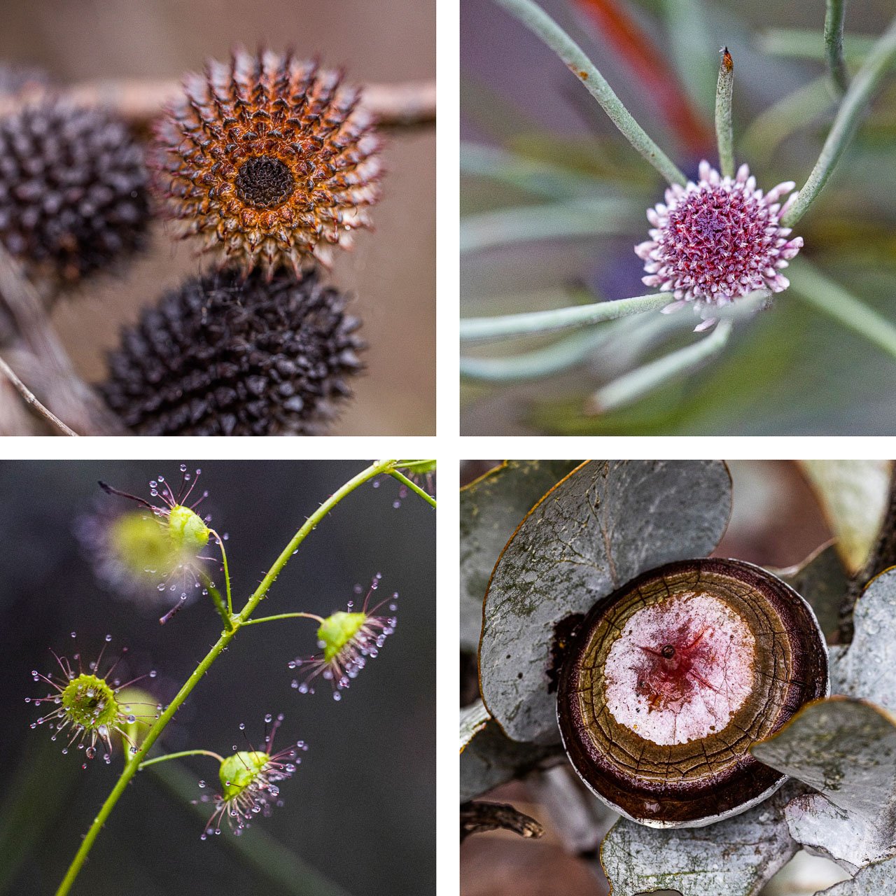 Even in winter the wildflowers are plentiful along the Macrocarpa Trail in Kulin, Western Australia