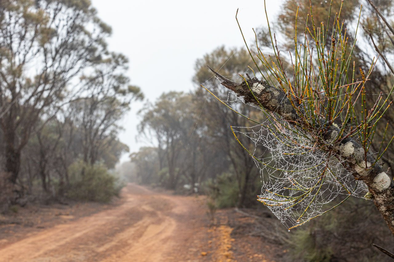 Early morning fog and dew on spiders webs along Kulin's Macrocarpa Trail