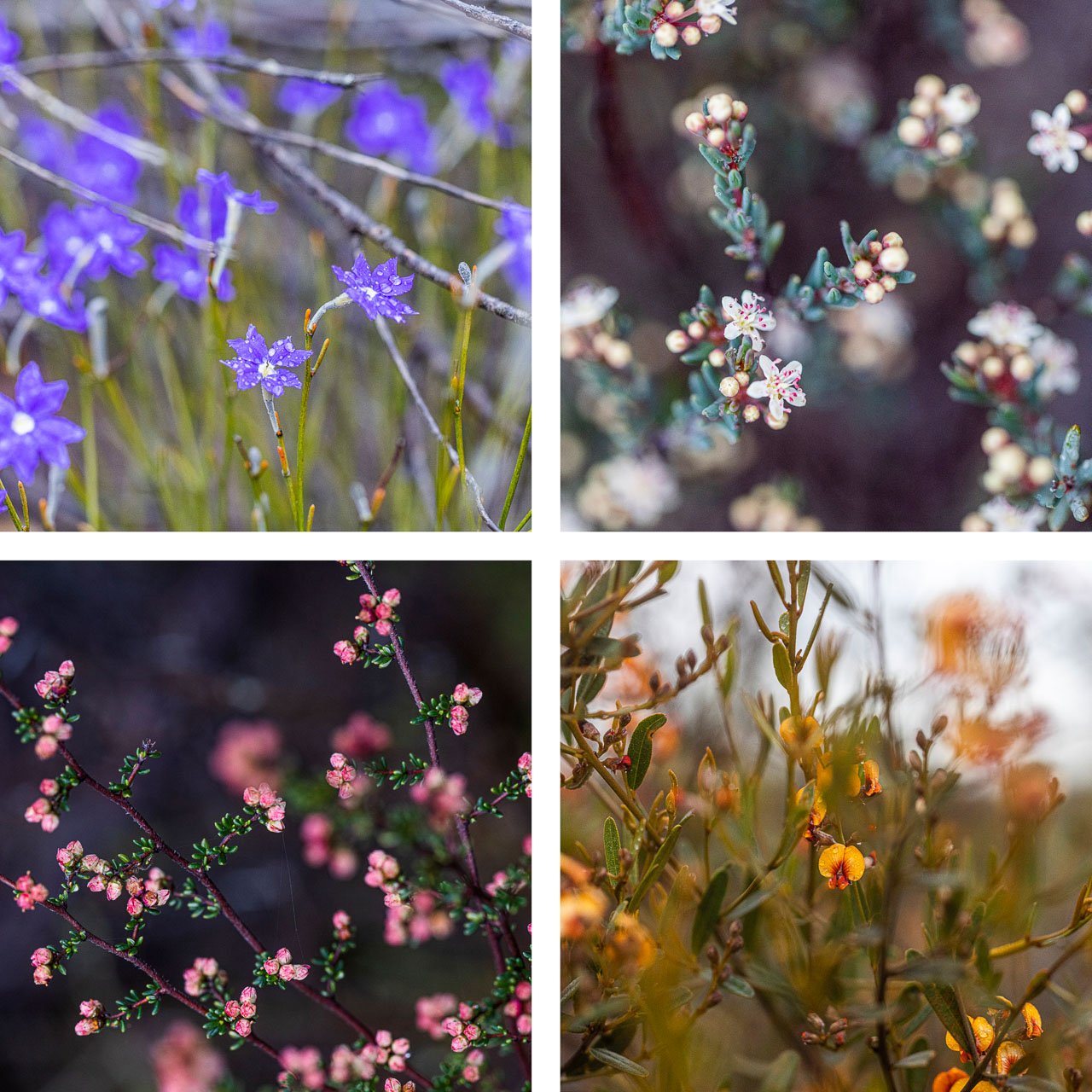 Western Australian wildflowers are still plentiful even at the very beginning of spring. 