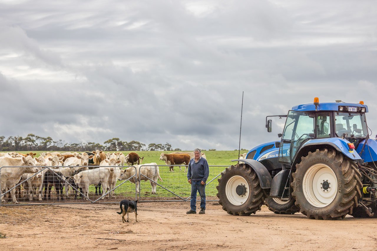 A farmer and his dog and tractor in front of the gate while the cattle wait to be fed