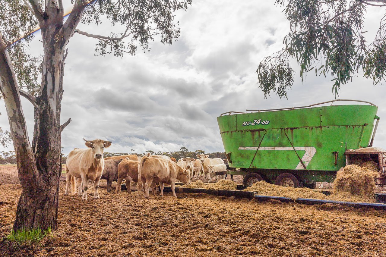 Feeding silage to the cattle in Kulin, Western Australia