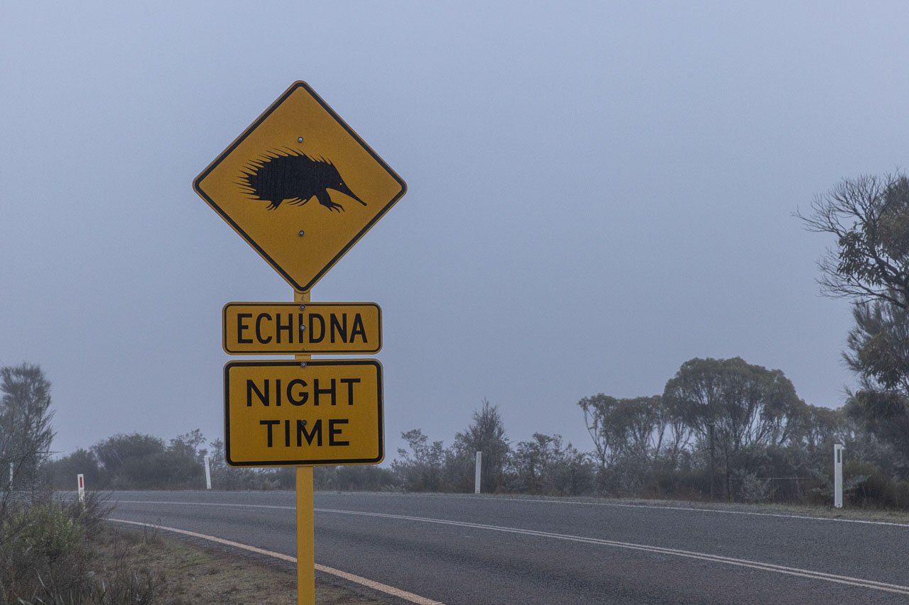 Traffic sign asking drivers to look at for echidnas on the road, on a foggy morning