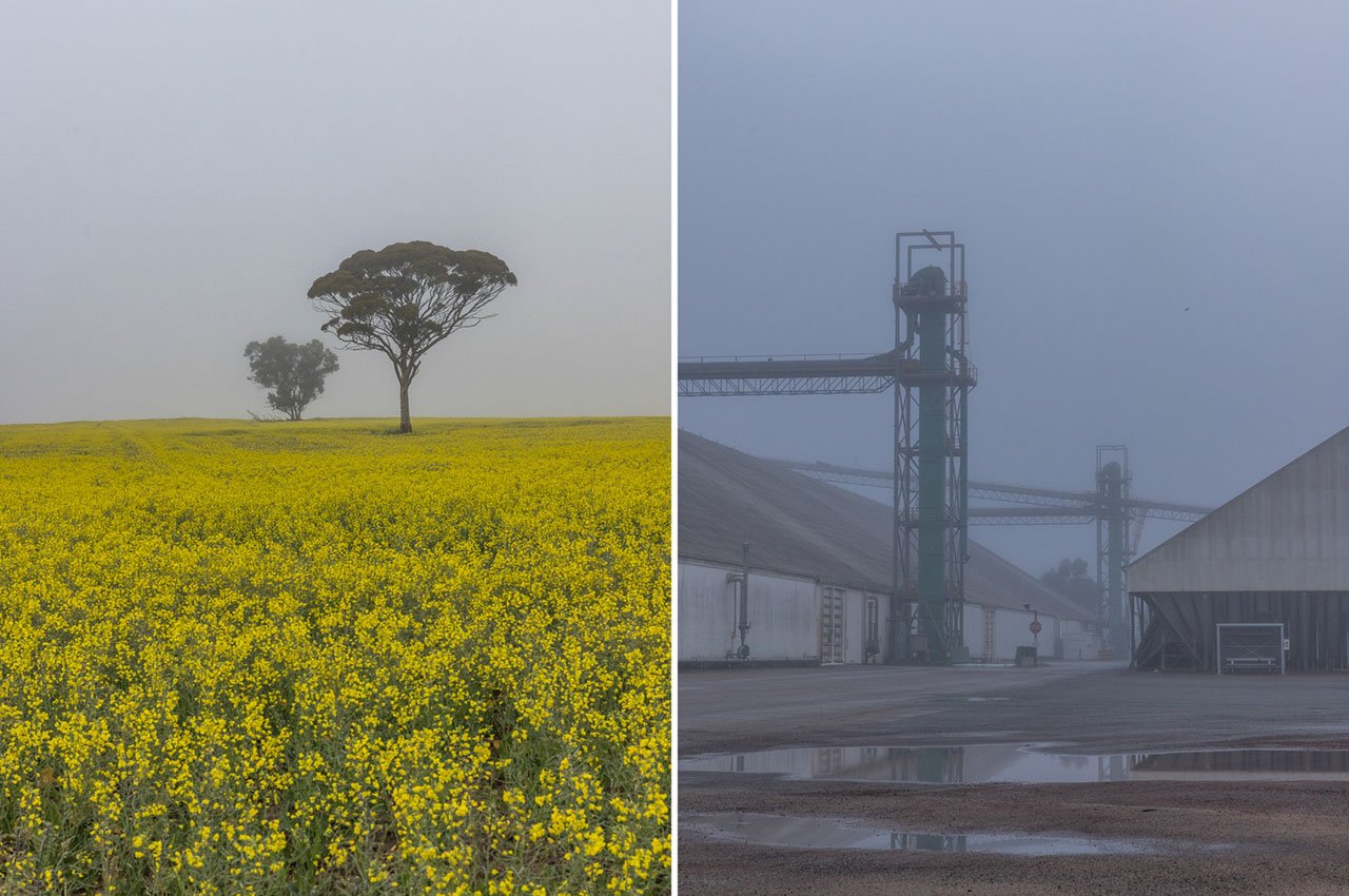 Early morning fog over the canola fields and grain depot in Kulin, Western Australia